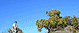 La palma